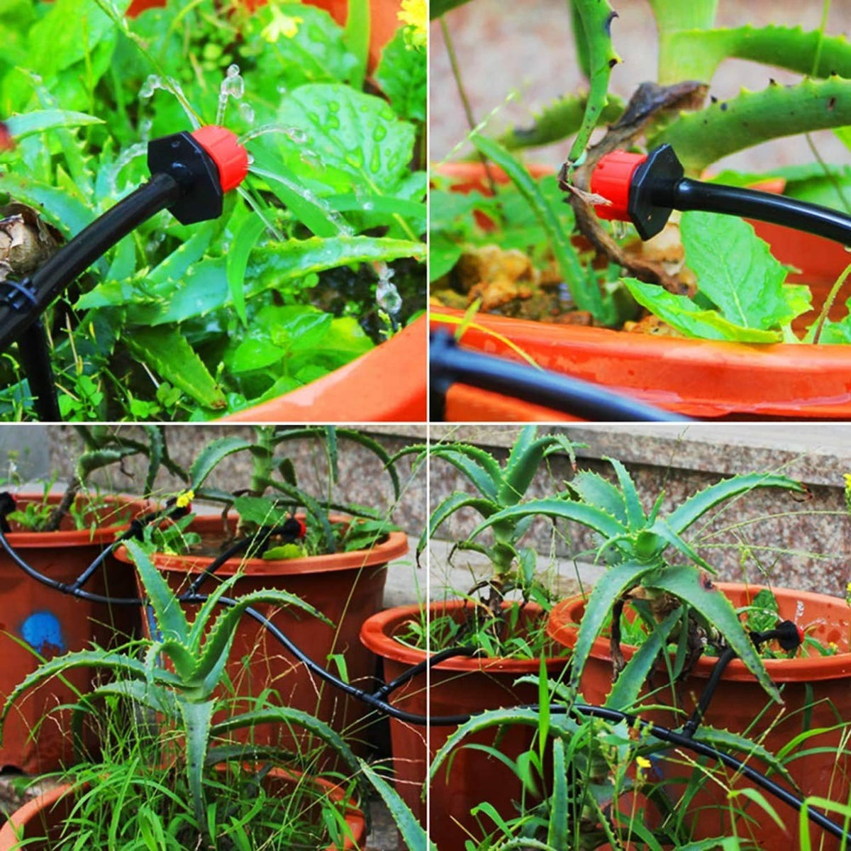 Red-and-black drip sprinkler on black line, water spraying onto leaves