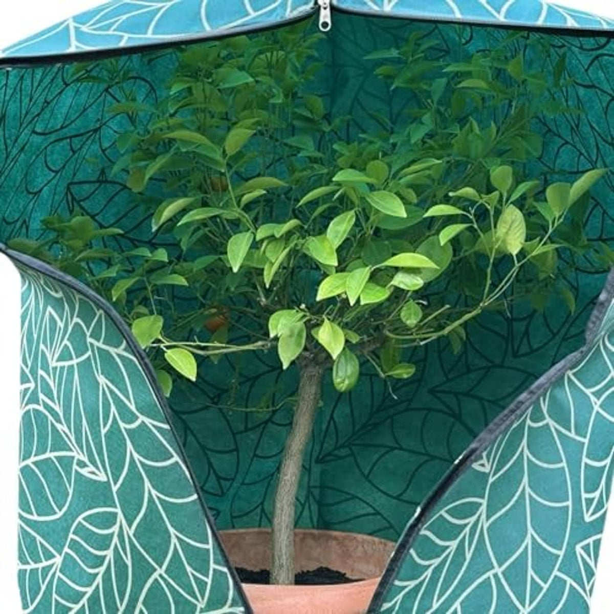 Open green plant cover with white leaf pattern, protecting a small plant