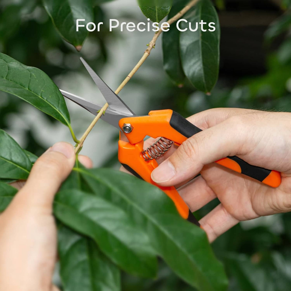 Orange and black pruning shears with coil spring handle, held for cutting plant stems
