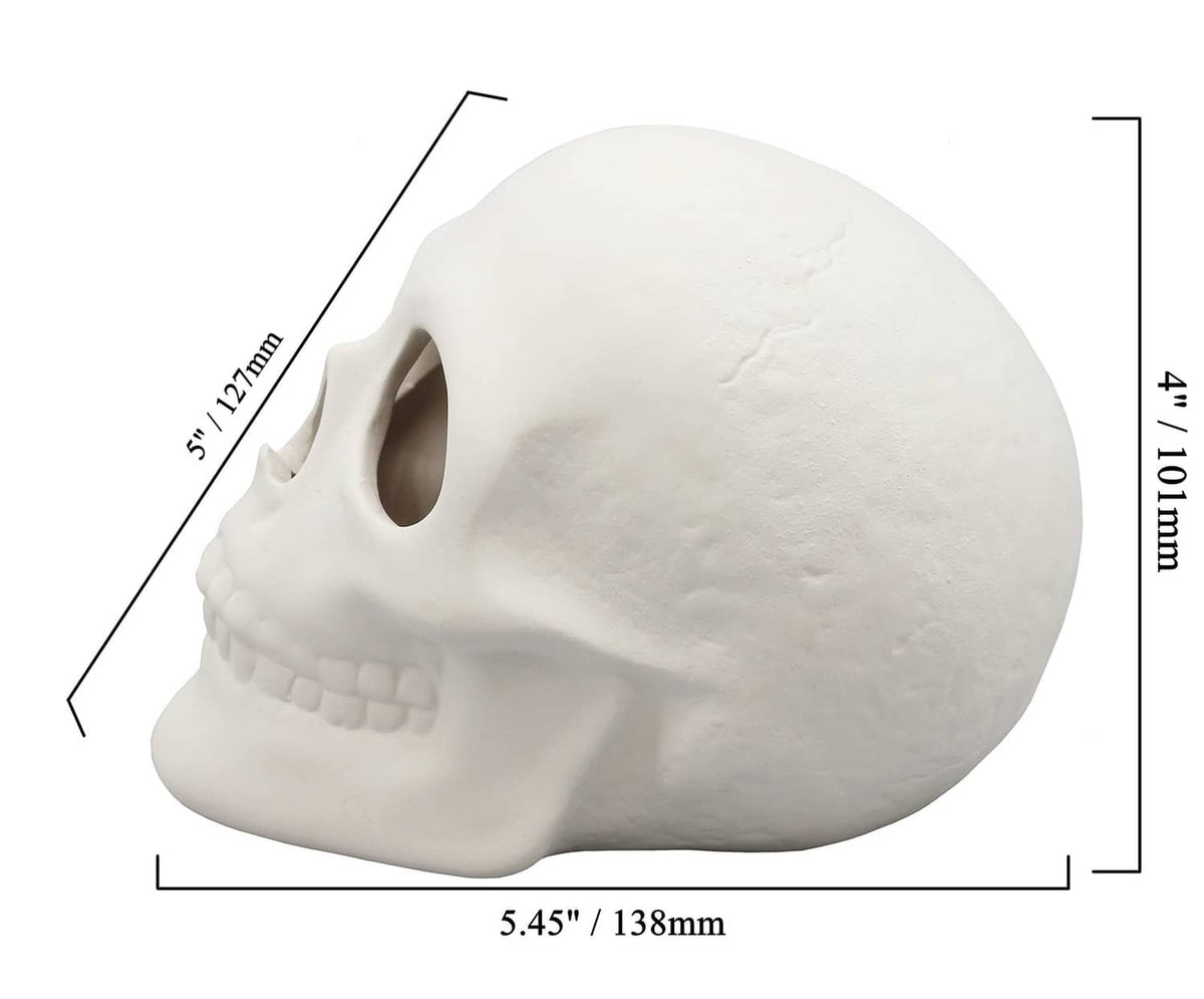 White ceramic bisque skull figurine side view with size labels 5.45 in and 4.7 in