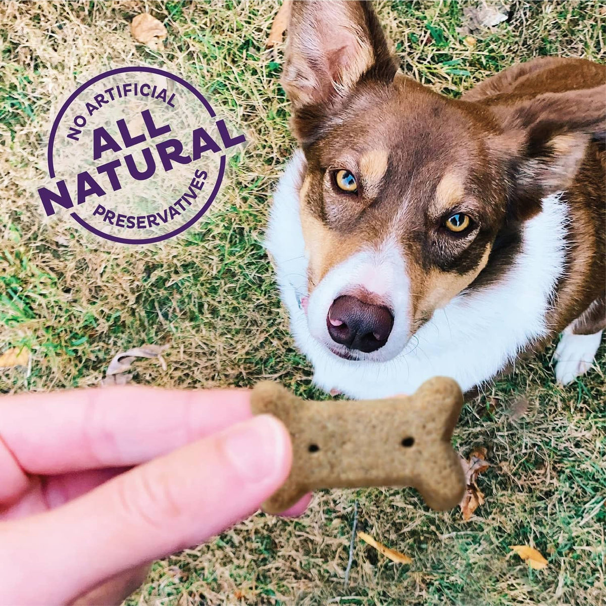 Dog outdoors eating a small bone-shaped biscuit held by a hand