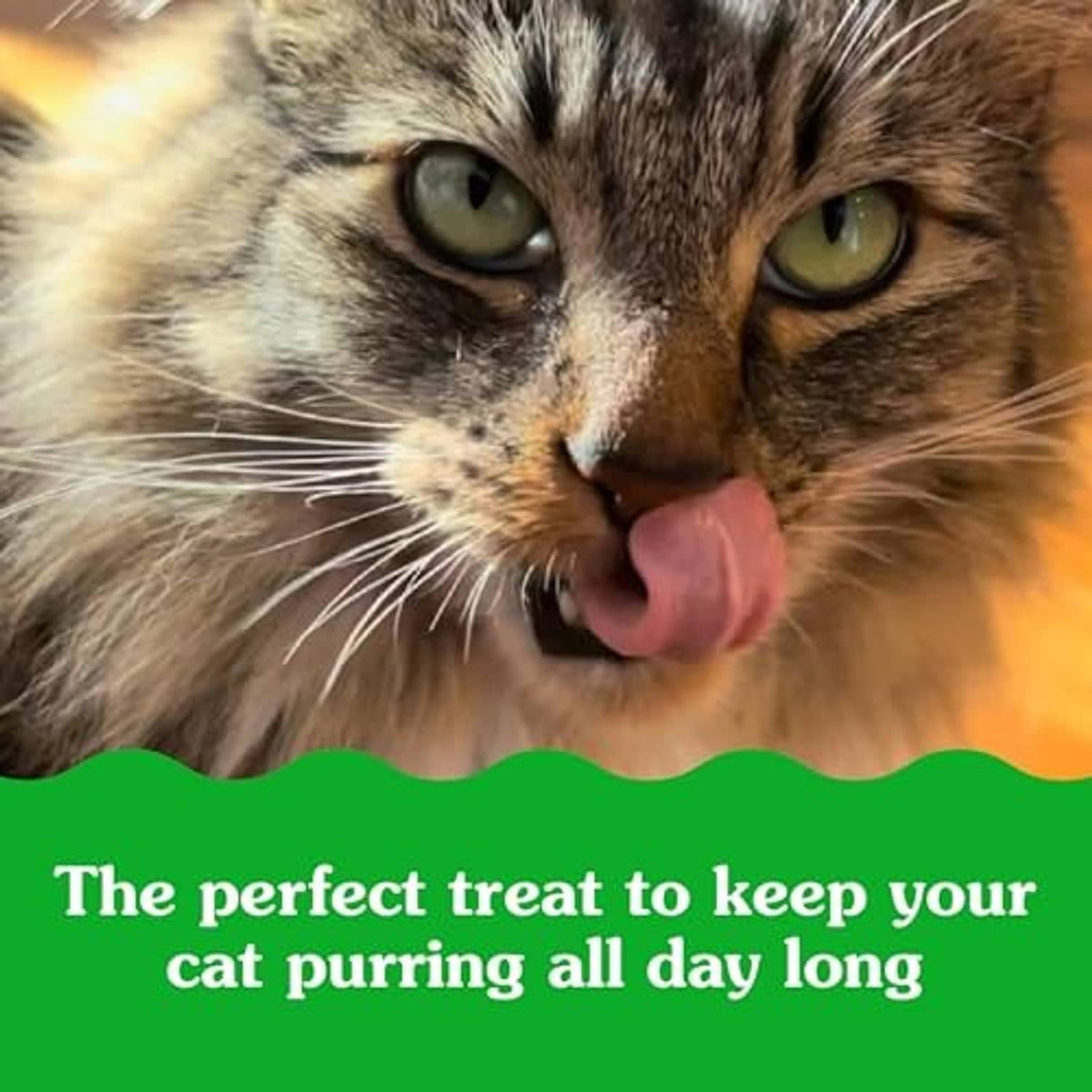 Tabby cat close-up with Greenies Fiberblend promo banner