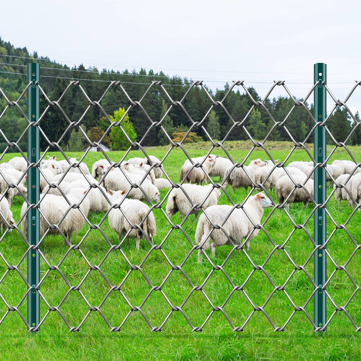 Green metal chain-link fence posts with fixed anchors and mounting holes