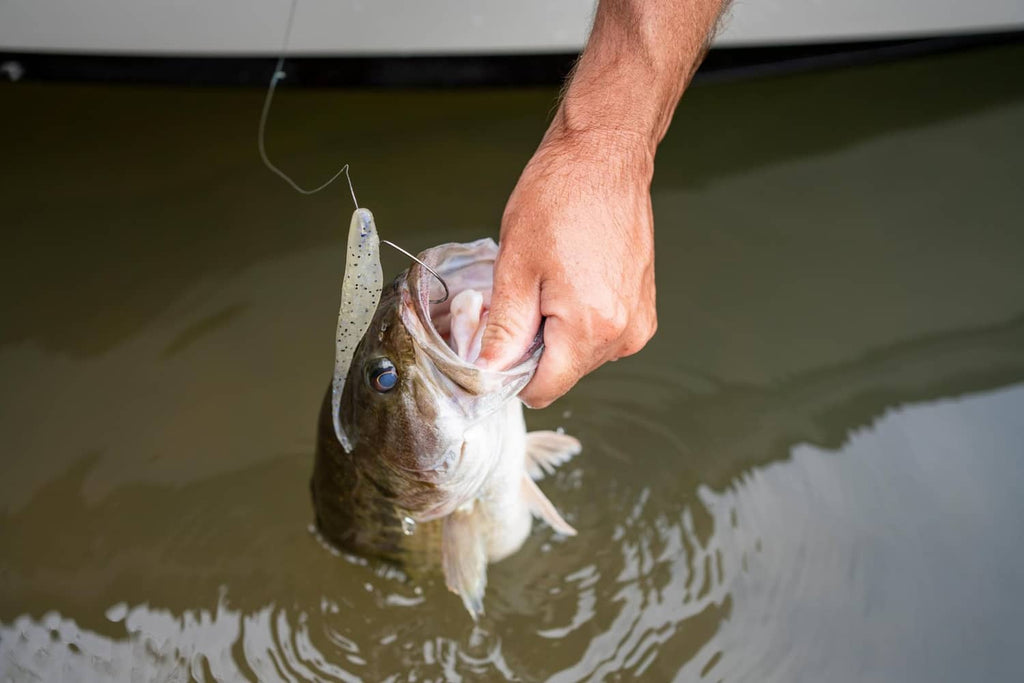 Fish lifted with purple-speckled soft plastic lure hooked in the mouth
