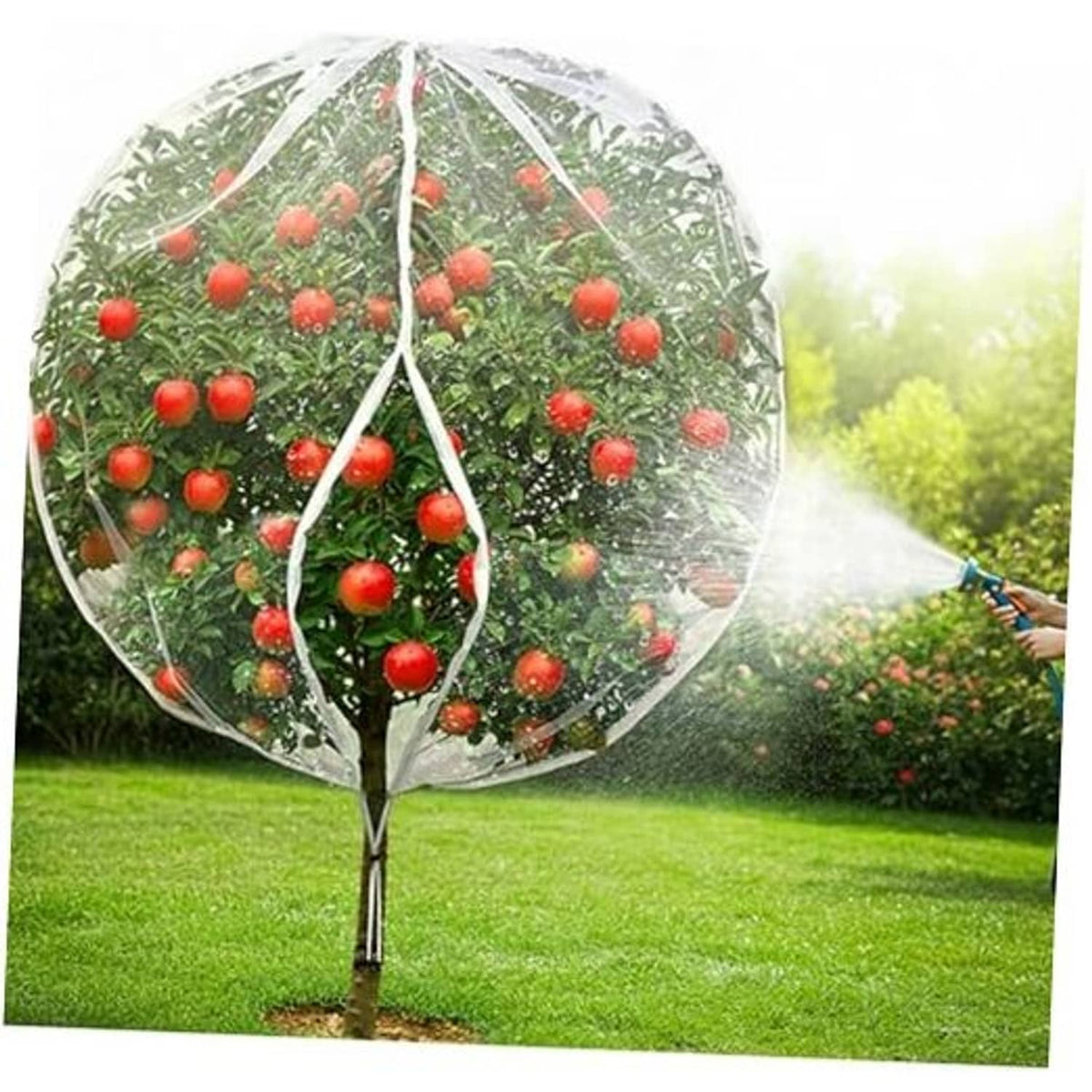 White dome fruit tree protection netting over an apple tree with red fruit