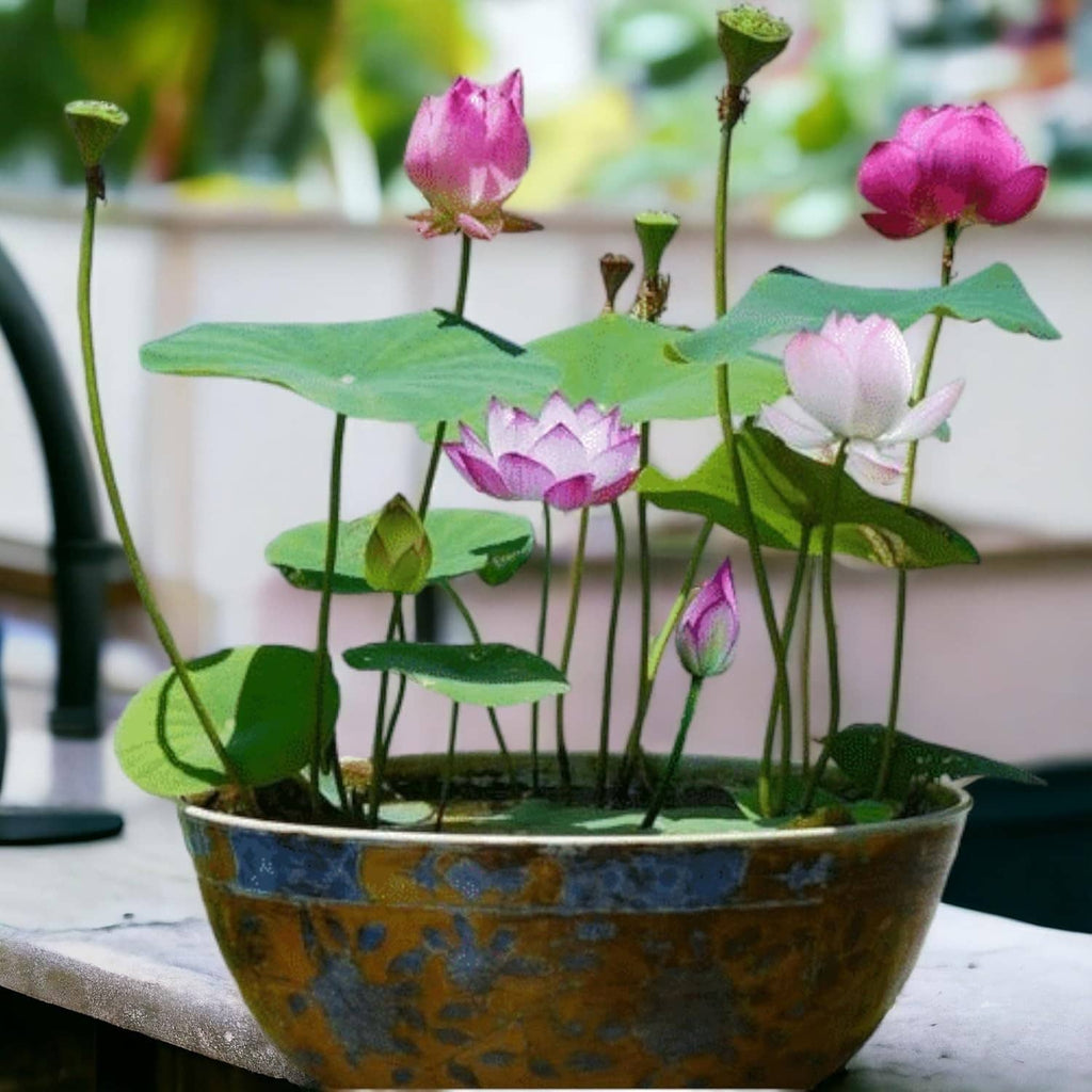 Potted lotus plants with pink and pale white blooms and green lily pads