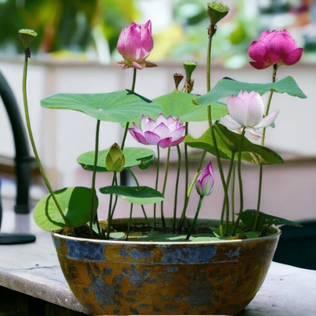 Potted lotus plants with pink and pale white blooms and green lily pads