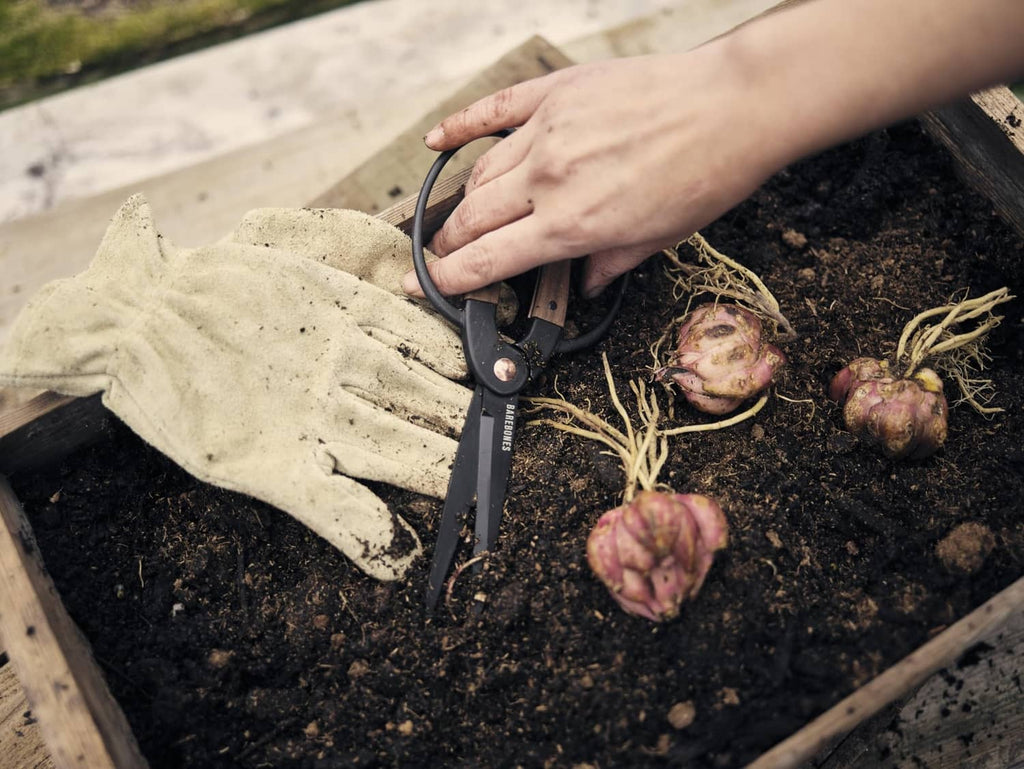 Dual grip garden shears in hand cutting near bulbs in soil, black blades and walnut handles