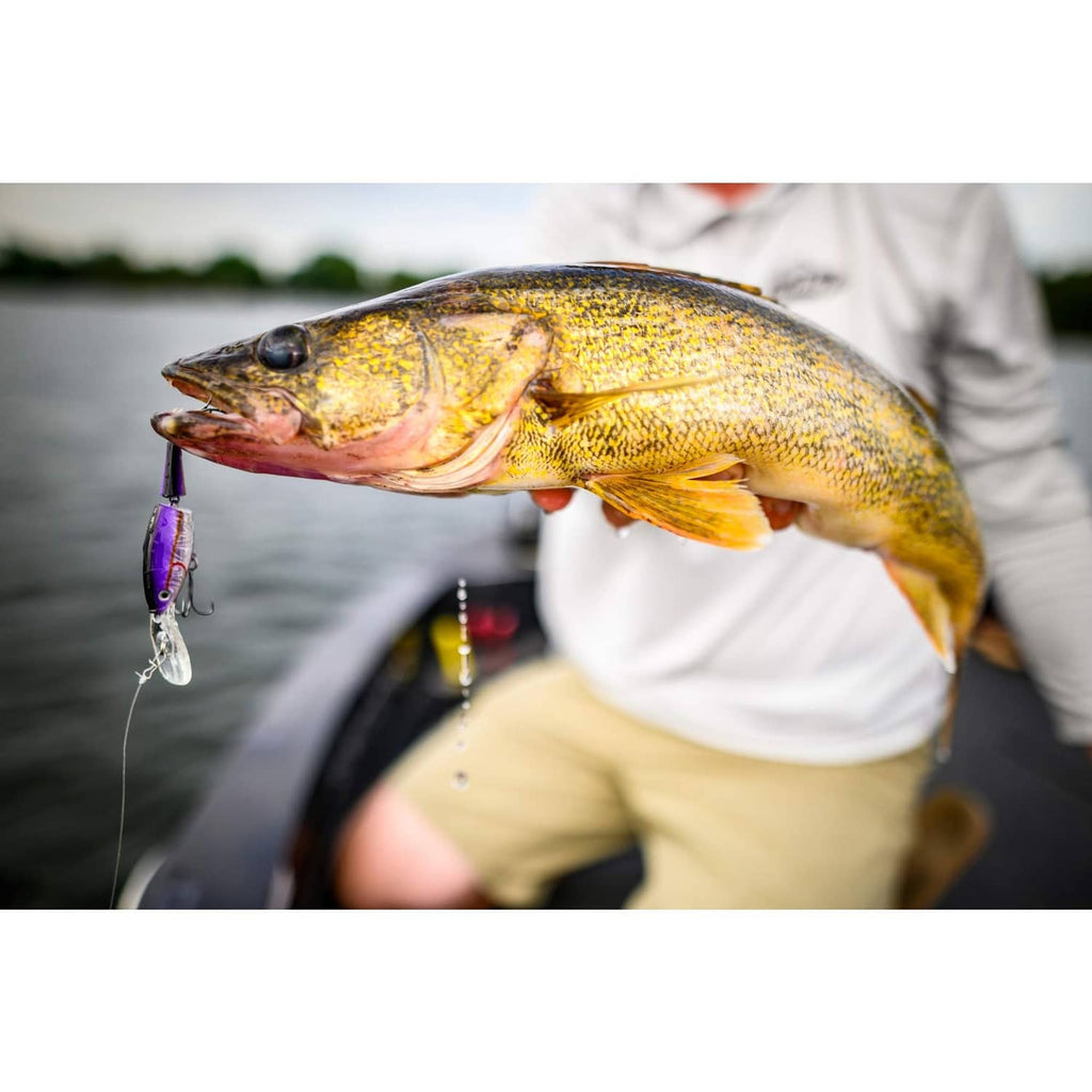 Golden perch fish with a purple lure attached and a fishing line