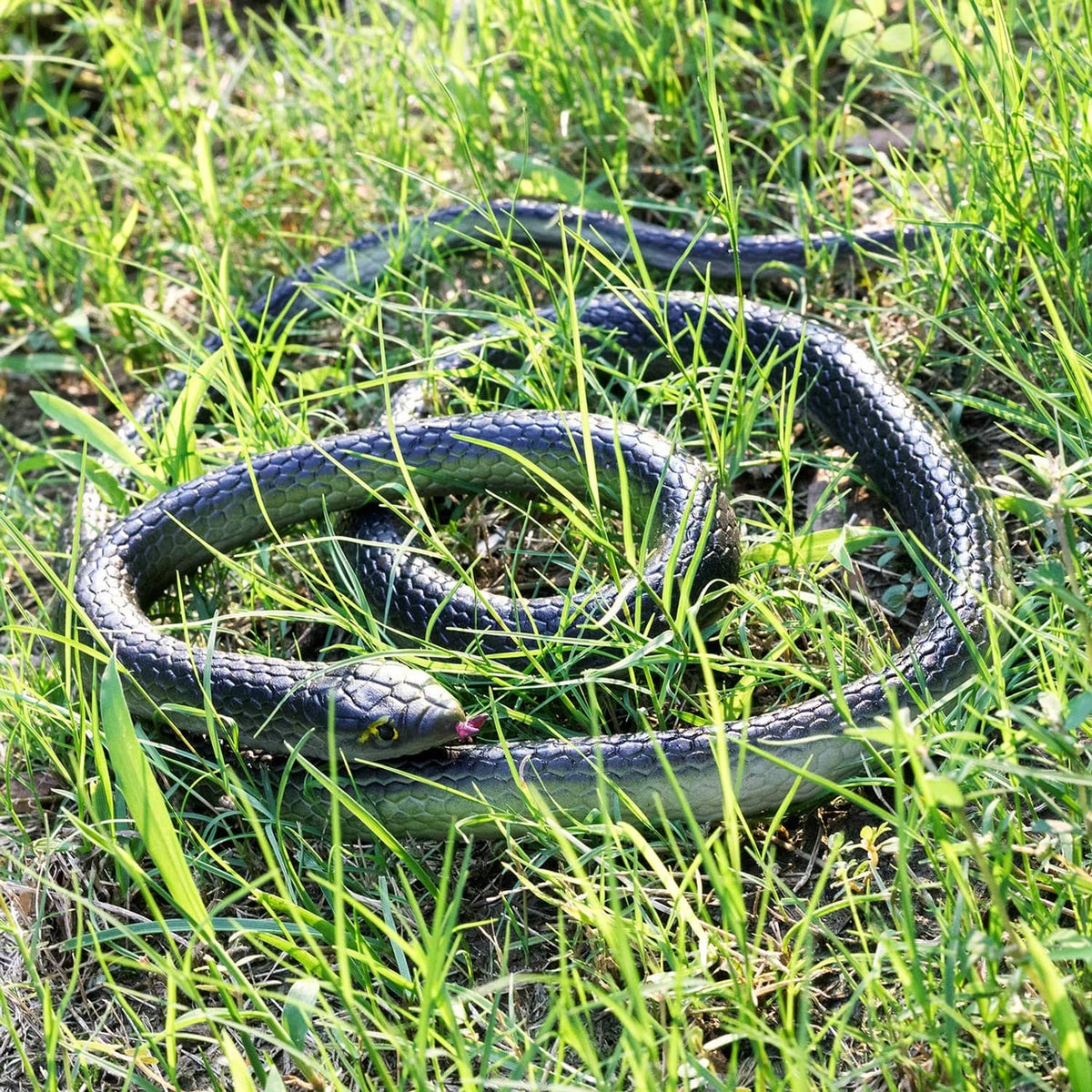 Rubber snake decoration in grass, dark coiled body with greenish highlights and yellow eyes.
