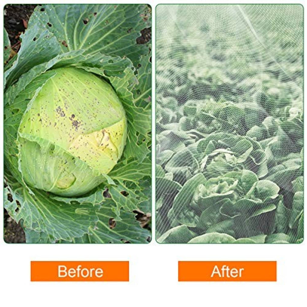 Insect mesh over green cabbage plants, showing before and after