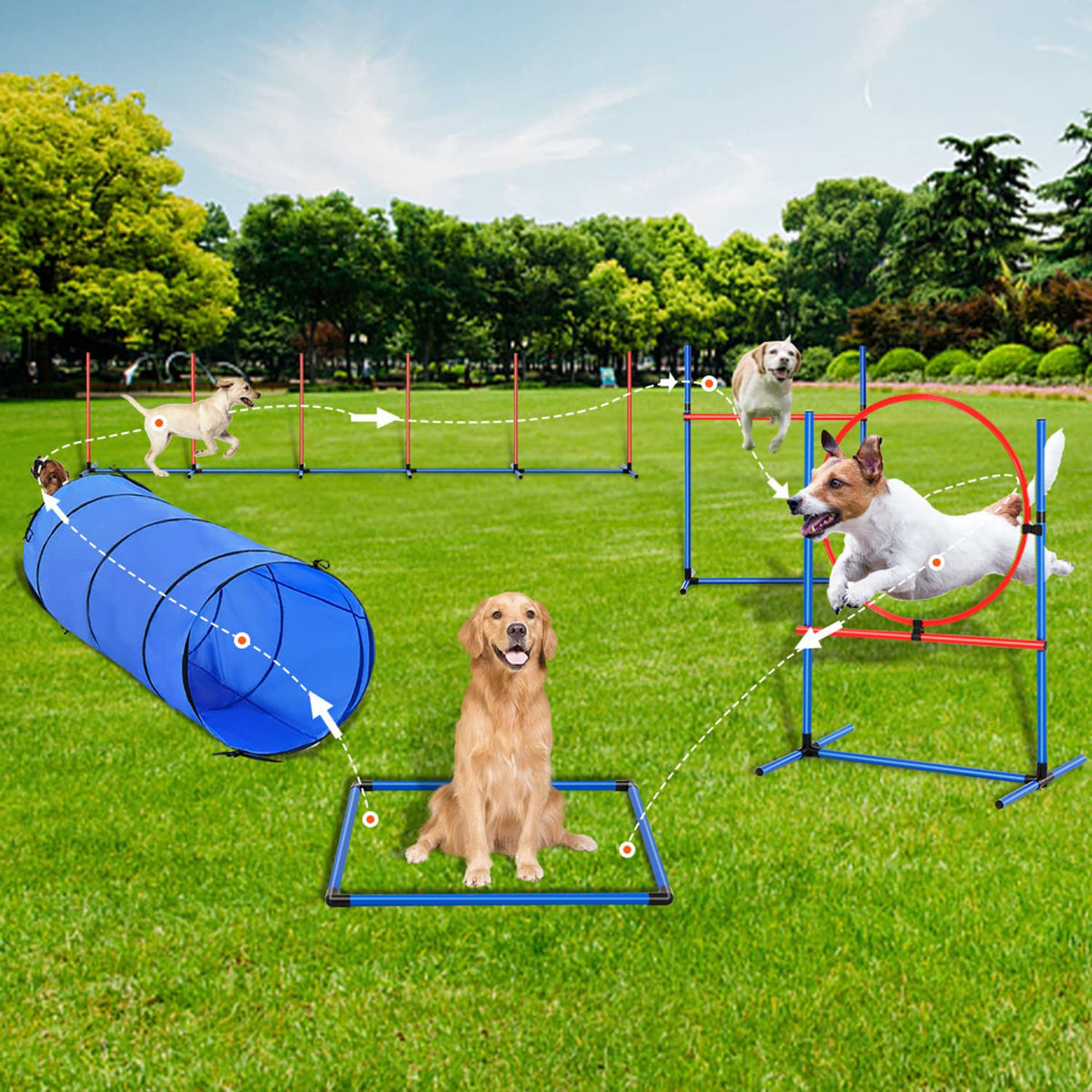 Dog agility obstacle course set with blue tunnel and jump bars for outdoor training