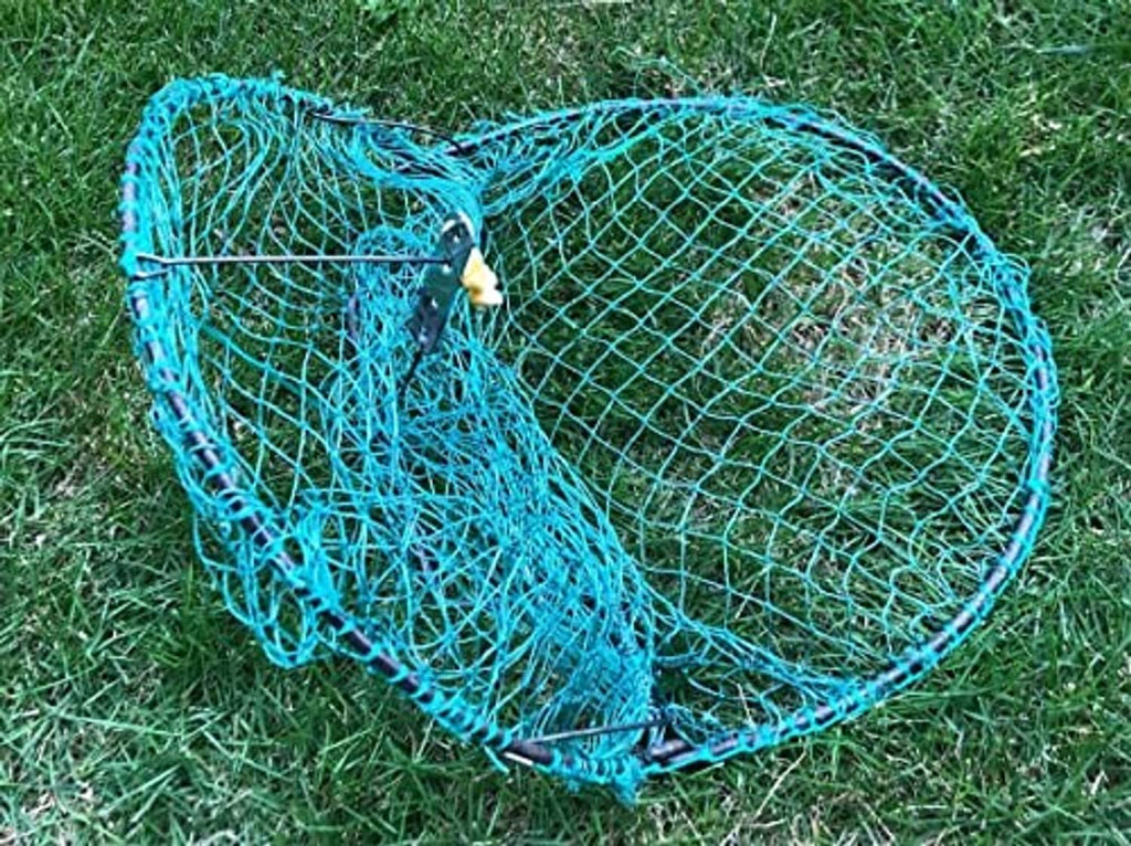 Blue wire humane live bird trap with pigeon inside, rounded entrance on grass