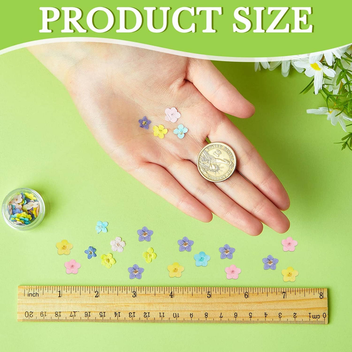 Multicolor pressed forget-me-not flower pieces, arranged with measurement ruler
