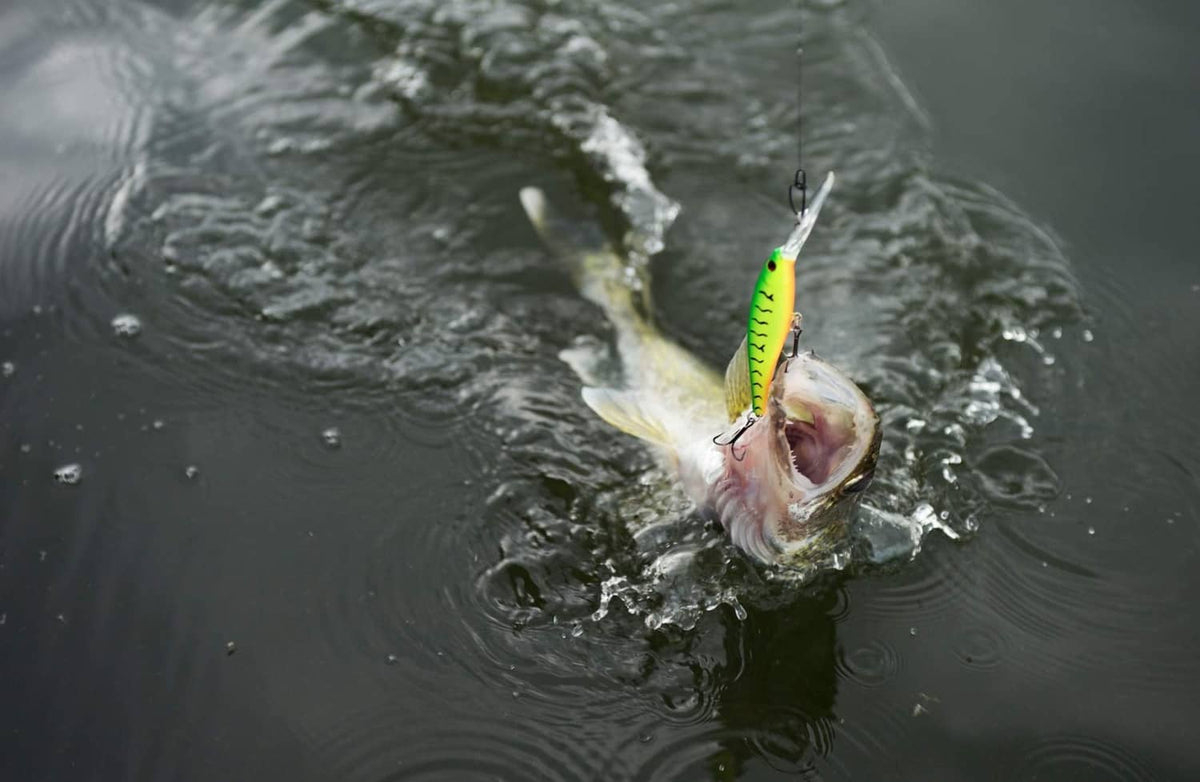 Yellow-green crankbait lure with treble hook visible in fish mouth