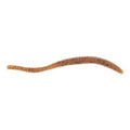 Soft floating trout worm with tan-brown curled body
