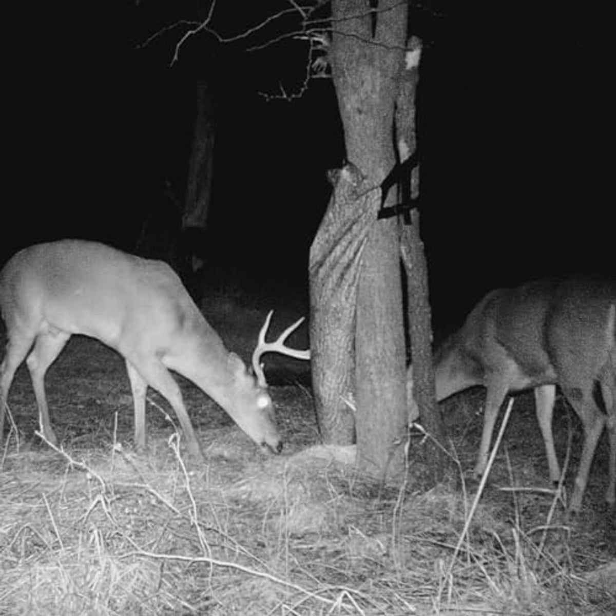 Night scene of deer feeding at corn piles near tree cover