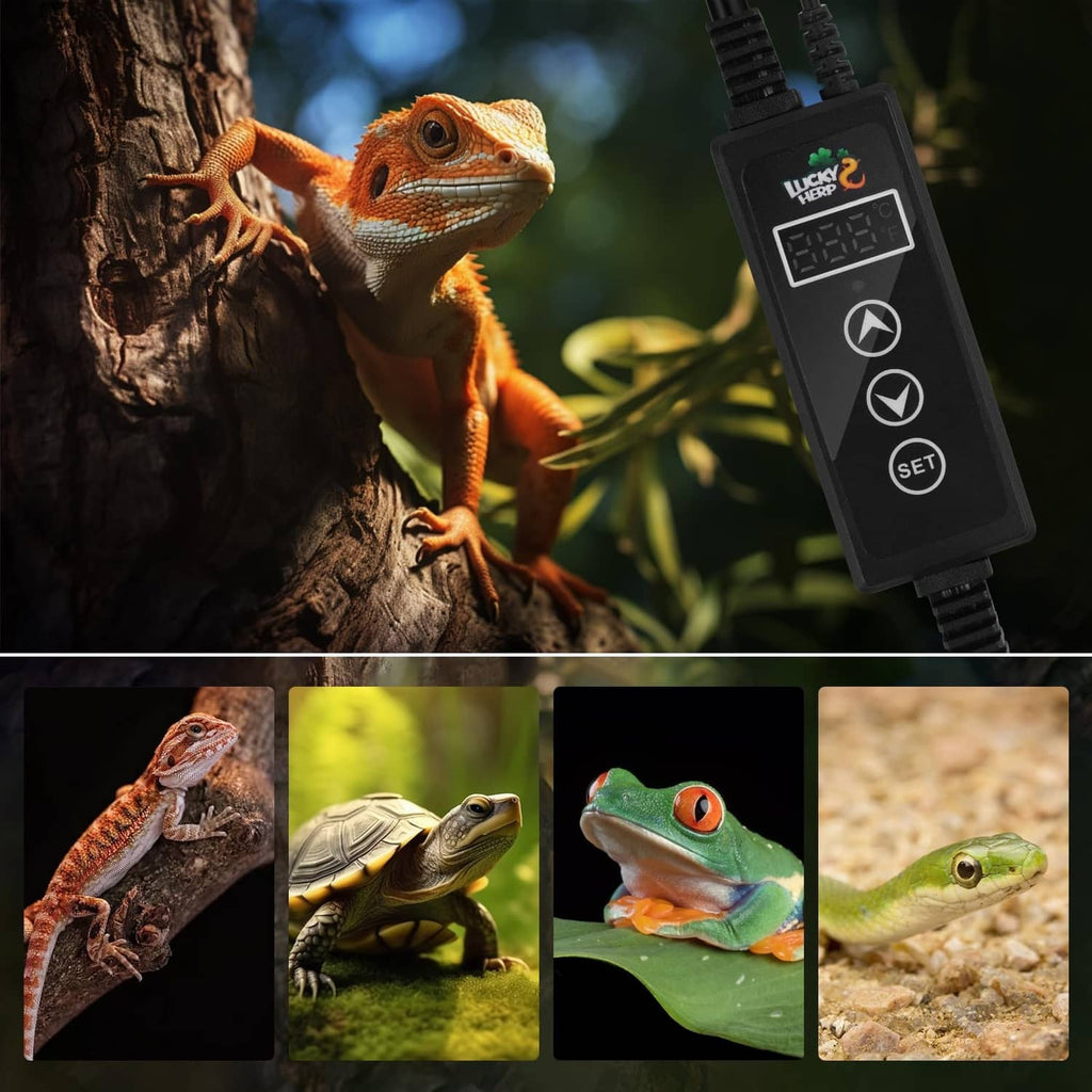 Reptile temperature control thermostat with heat lamp connection and LCD display