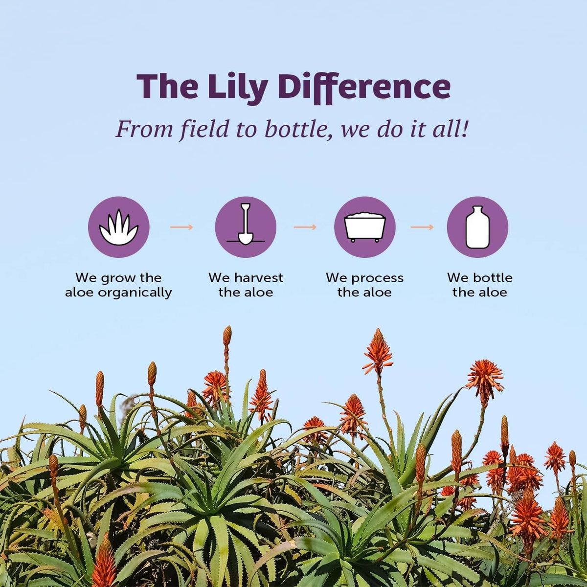Lily Difference field-to-bottle infographic with aloe plants and bottles