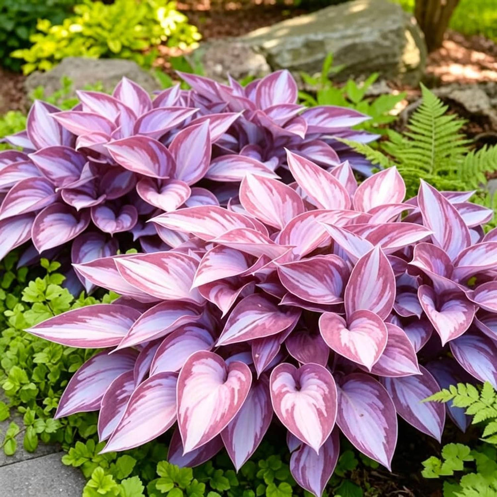 Purple-pink hosta plants with lighter pink centers and pale edge variegation