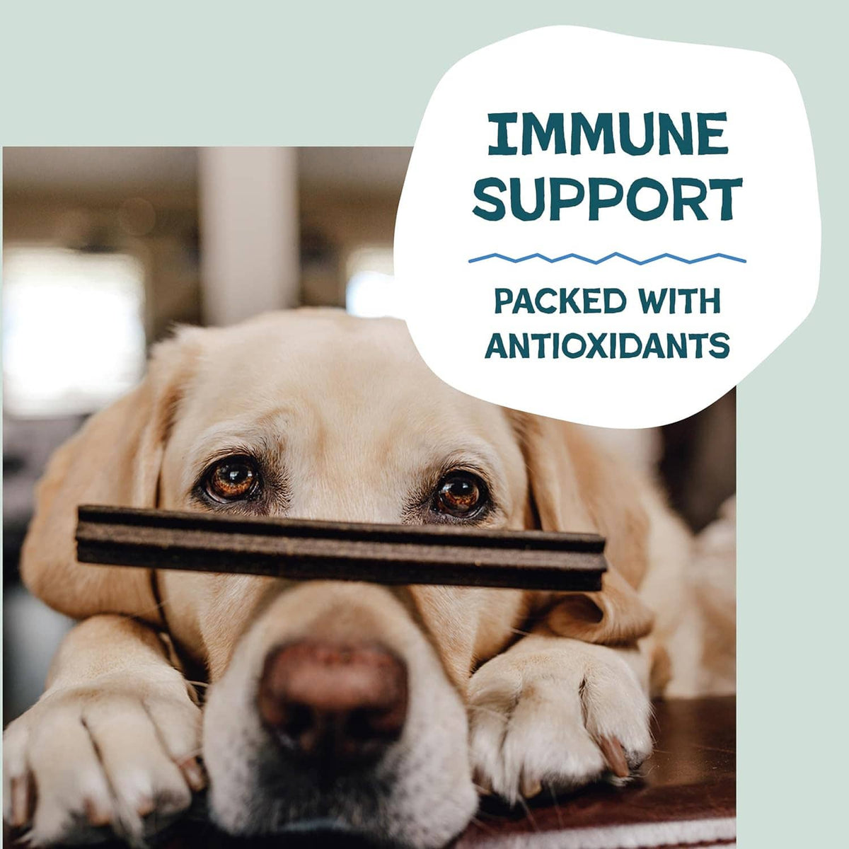 Dog dental chew sticks with “Immune Support” label over a smiling dog holding the chew.