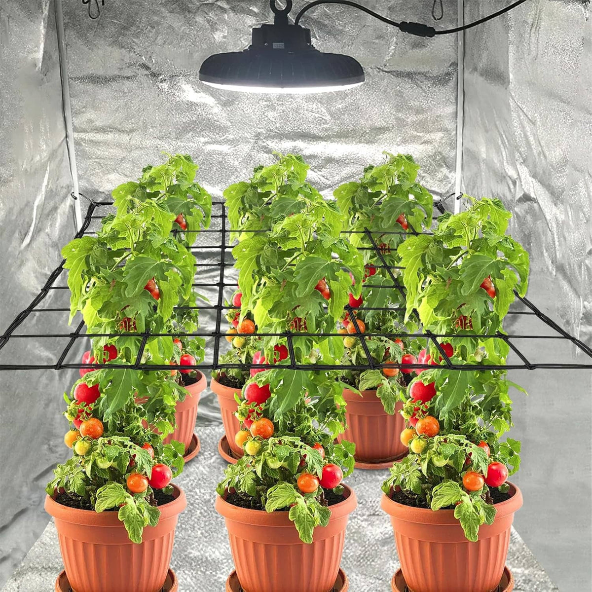 Black trellis net over potted tomato plants inside a grow enclosure