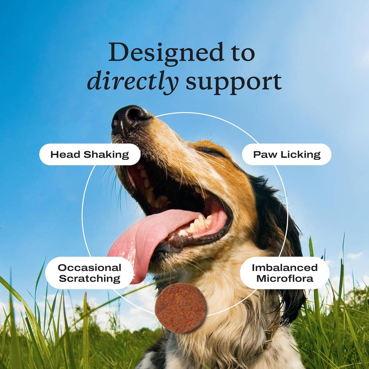 Dog allergy probiotic infographic: head shaking, paw licking, occasional scratching, microflora imbalance.