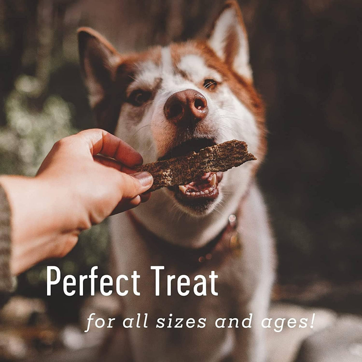 Hand offering a duck jerky strip to a dog with “Perfect Treat” text