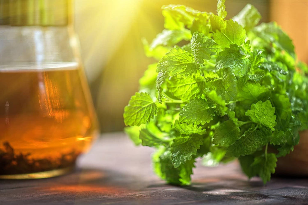 Fresh lemon balm leaves near a jar of herbal tea