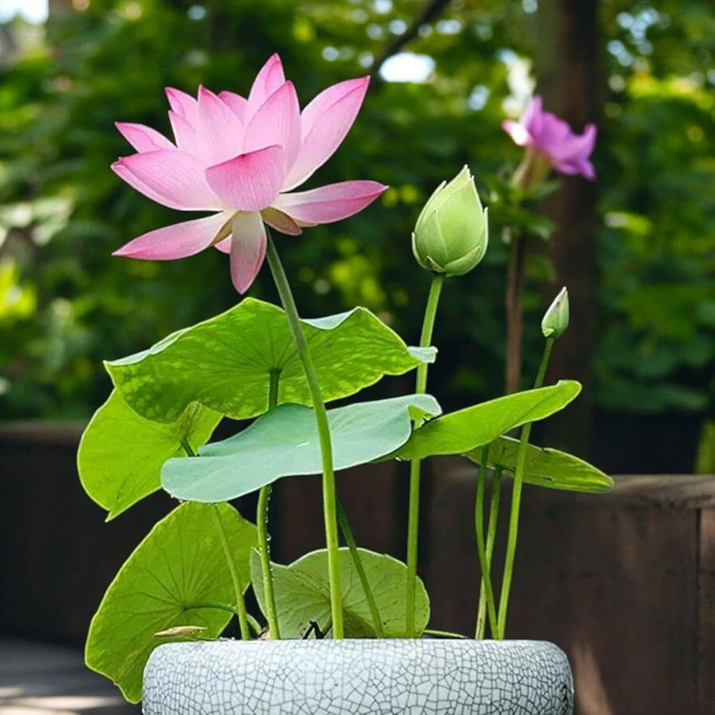 Single pink lotus flower with green leaves and unopened buds