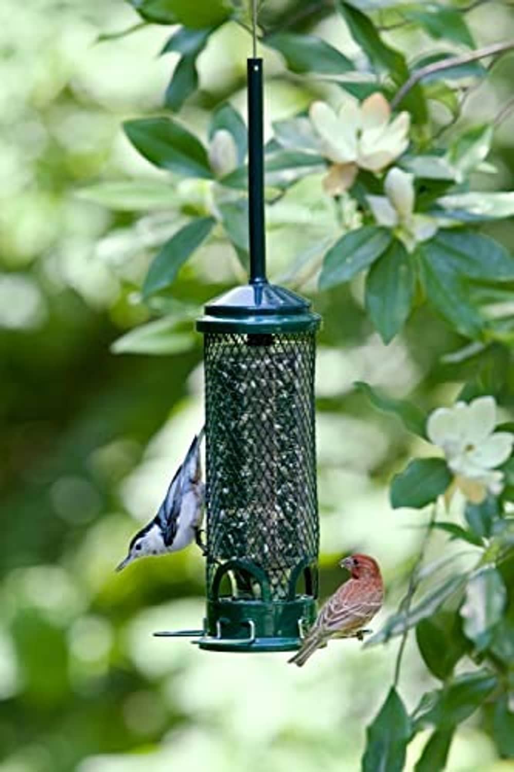 Mini squirrel-proof bird feeder with mesh cylinder and blue top, birds perched near ports