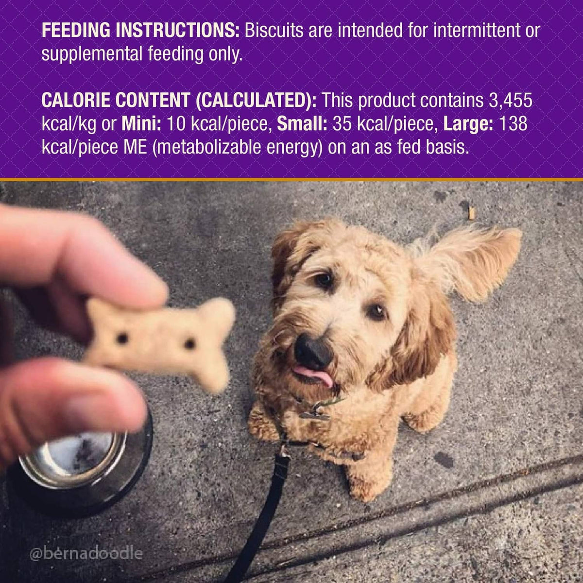 Dog on patio with leash looking at a small bone-shaped treat as a hand offers it