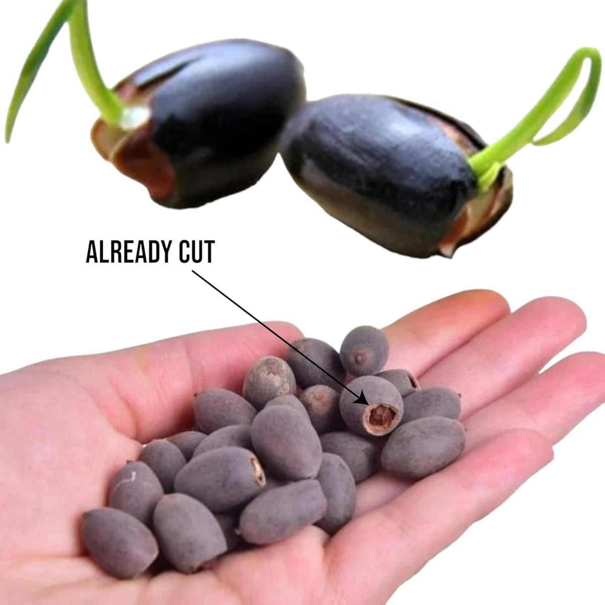 Lotus seeds, dark gray oval seeds held in a palm for planting