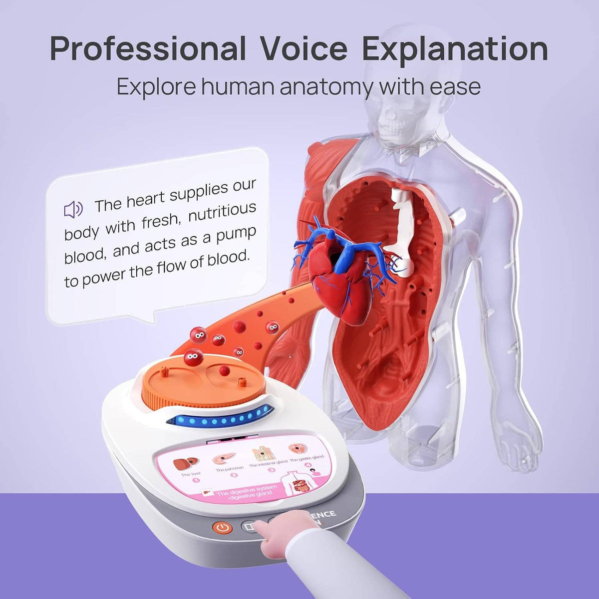 Human body anatomy model with red heart and lungs organs on white speaker-base.