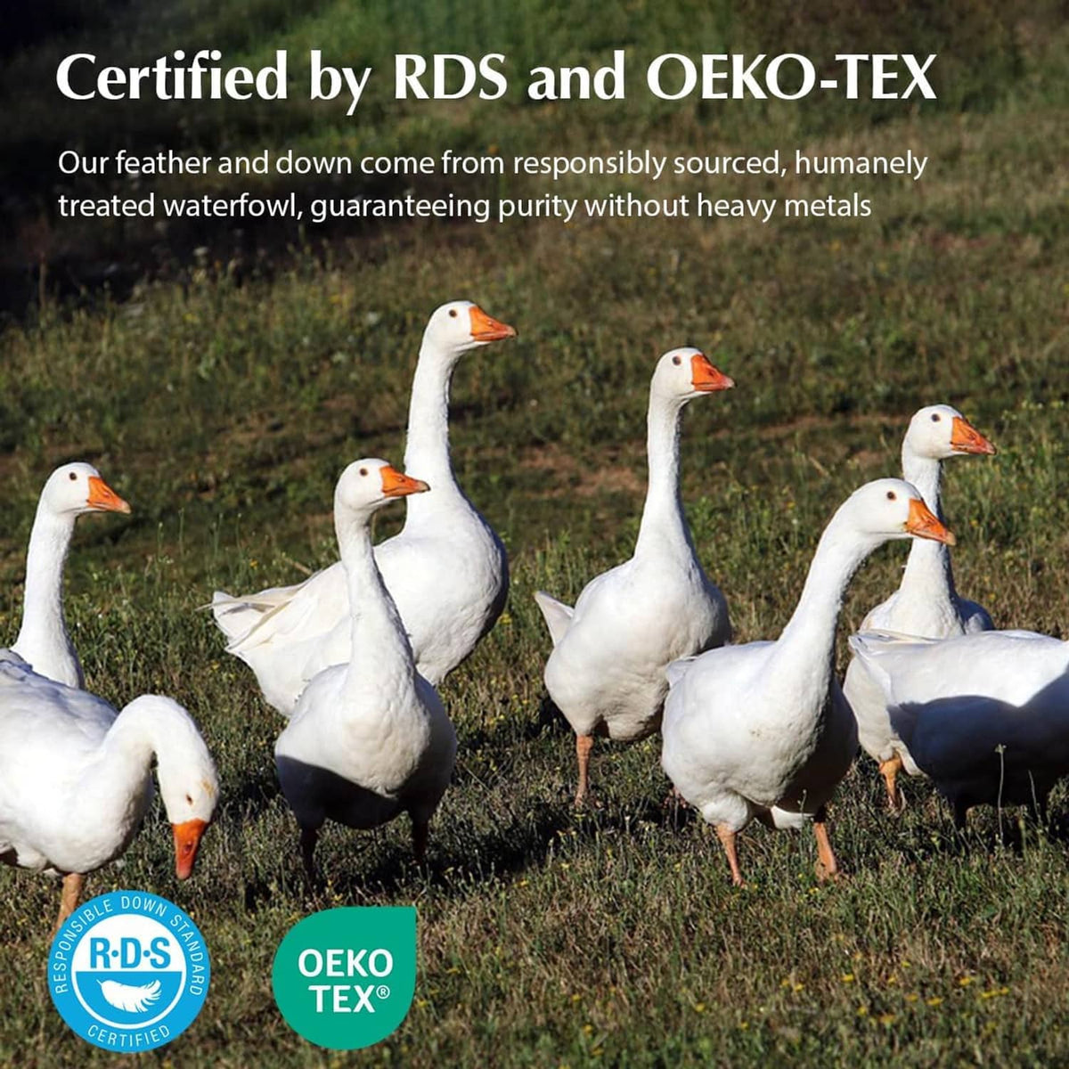 Goose down sourcing for pillows: white geese with RDS and OEKO-TEX badges