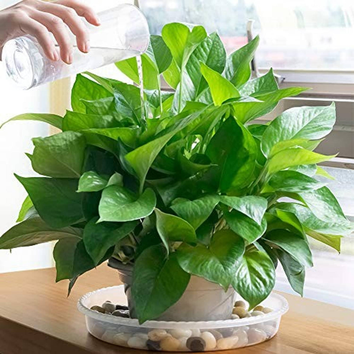 White plastic plant saucer beneath a potted plant with decorative stones