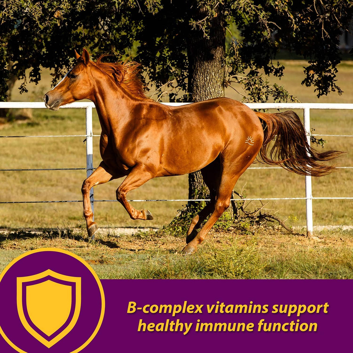 Chestnut horse trotting in a fenced pasture