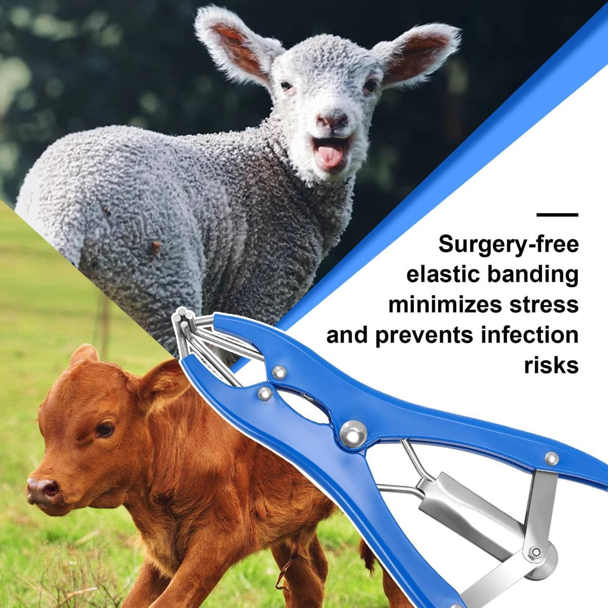 Blue stainless elastrator banding pliers with silver jaws and blue handles