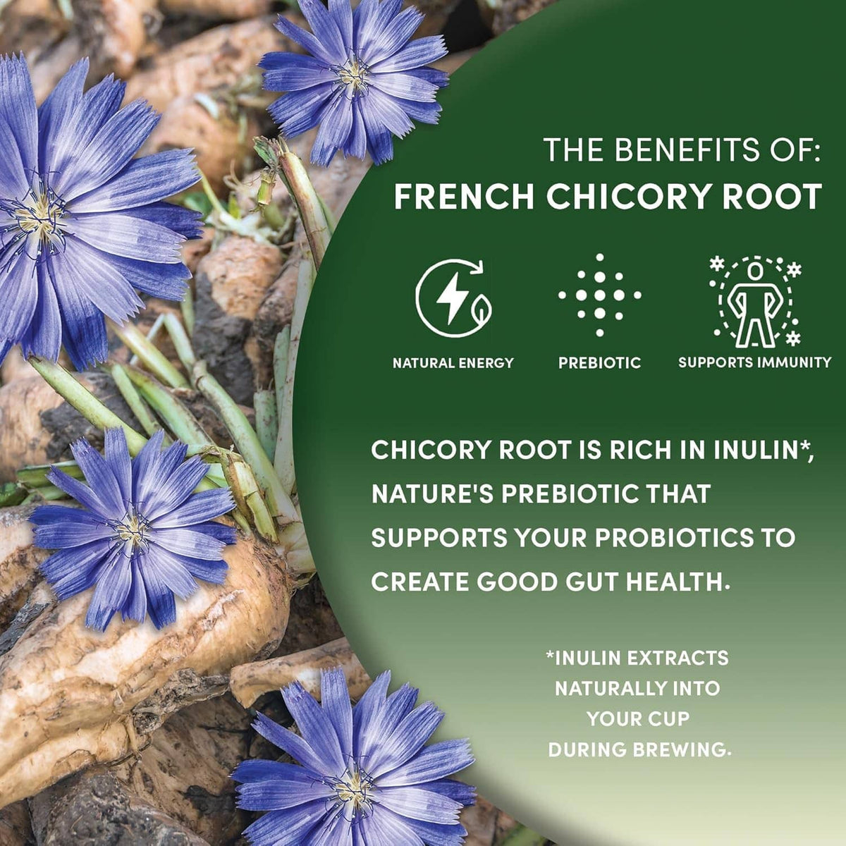 Chicory root benefits graphic with blue chicory flowers on packaging