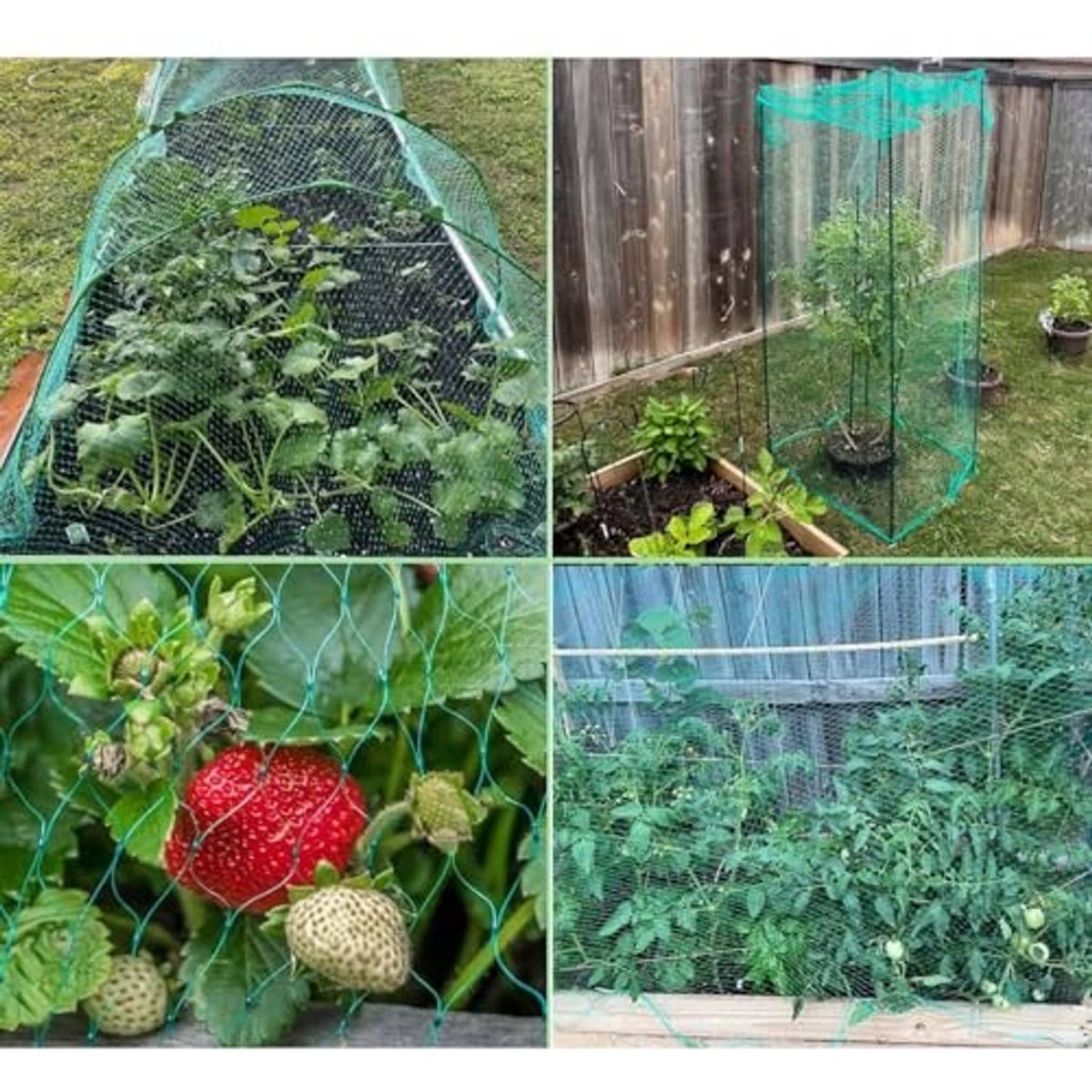 Green bird netting covering garden plants in a tunnel frame, fine protective mesh