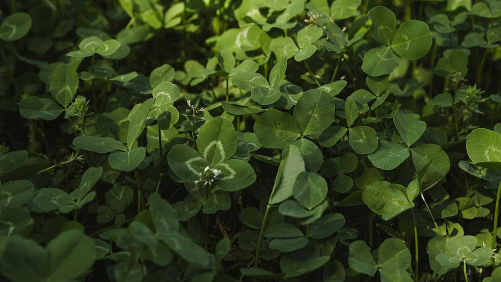 Green clover plants with small oval leaflets