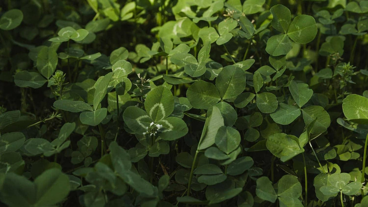 Green clover plants with small oval leaflets