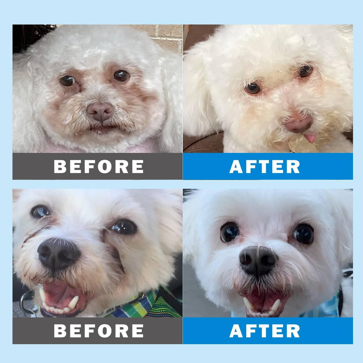Pet eye wipes results on small dogs, two grooming views showing cleaner faces