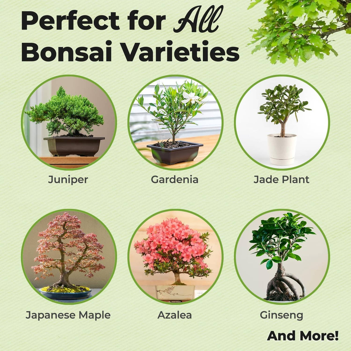 Fertilizer for bonsai varieties graphic with photos of juniper, gardenia, jade plant