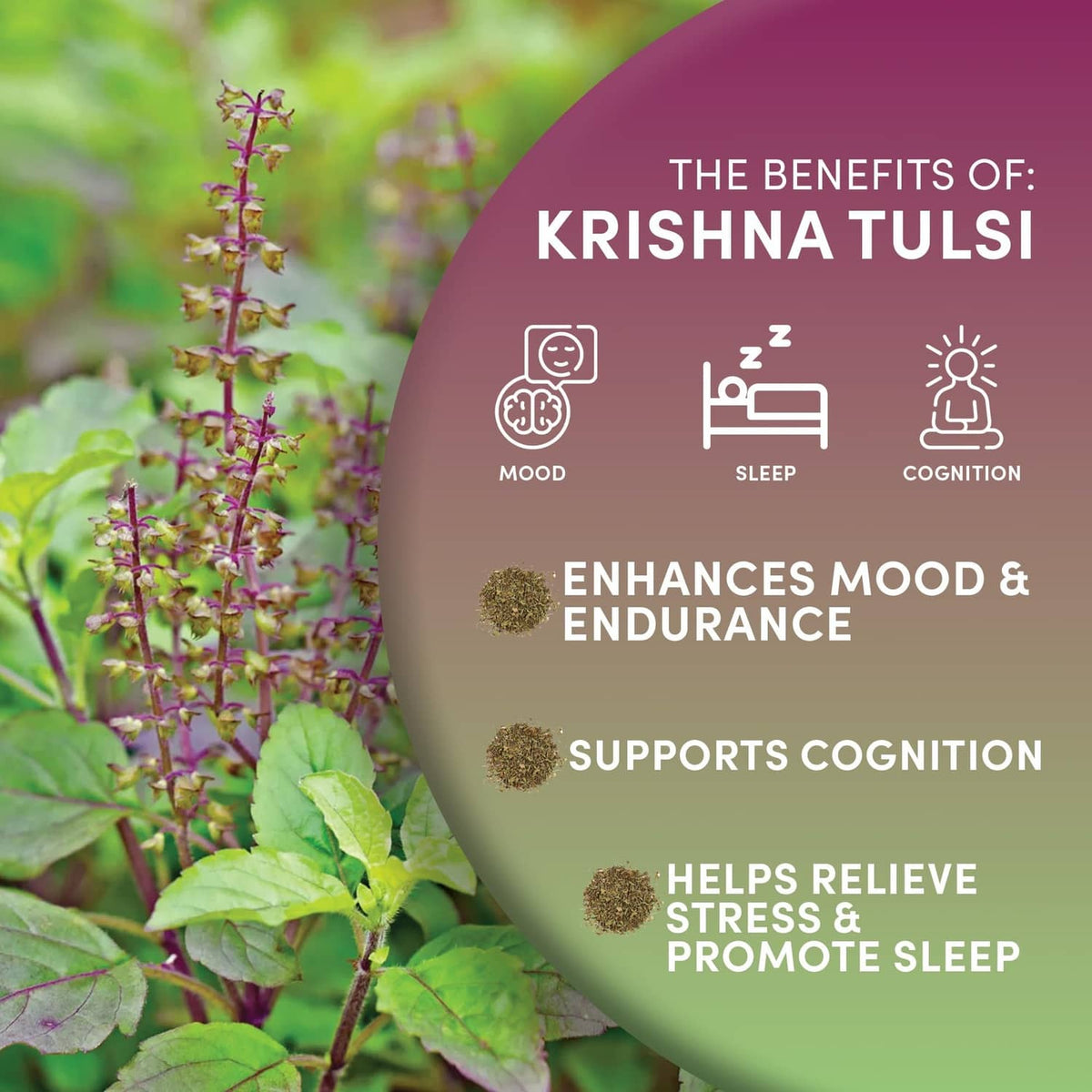 Krishna Tulsi tea benefits infographic: enhances mood, supports cognition, promotes sleep