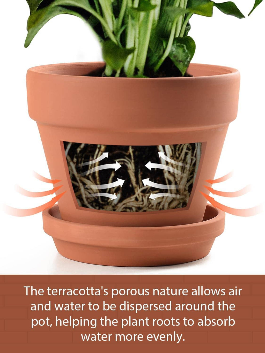 Terracotta ceramic planter with saucer, drainage airflow cutout view and potted stems