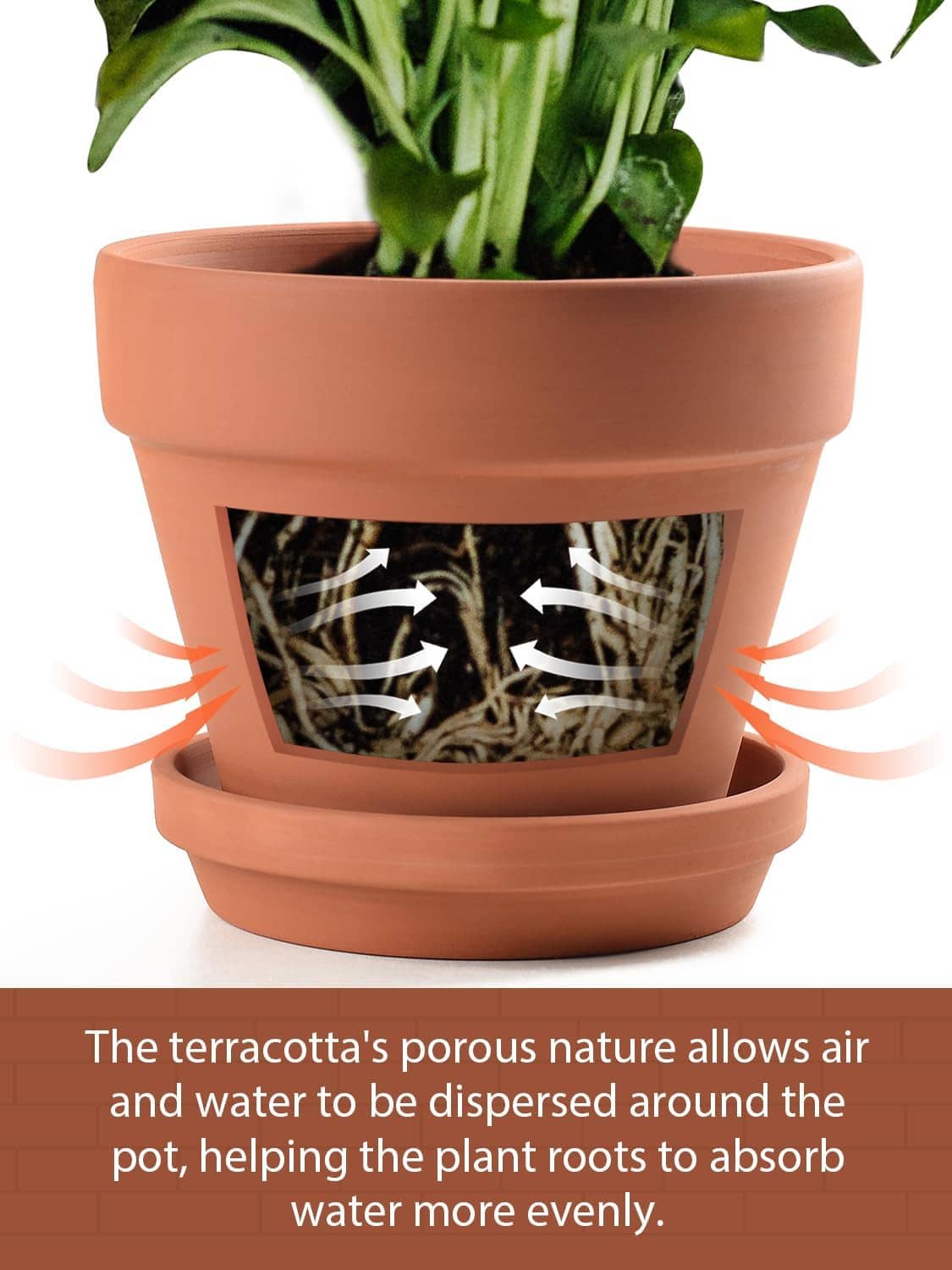 Terracotta ceramic planter with saucer, drainage airflow cutout view and potted stems