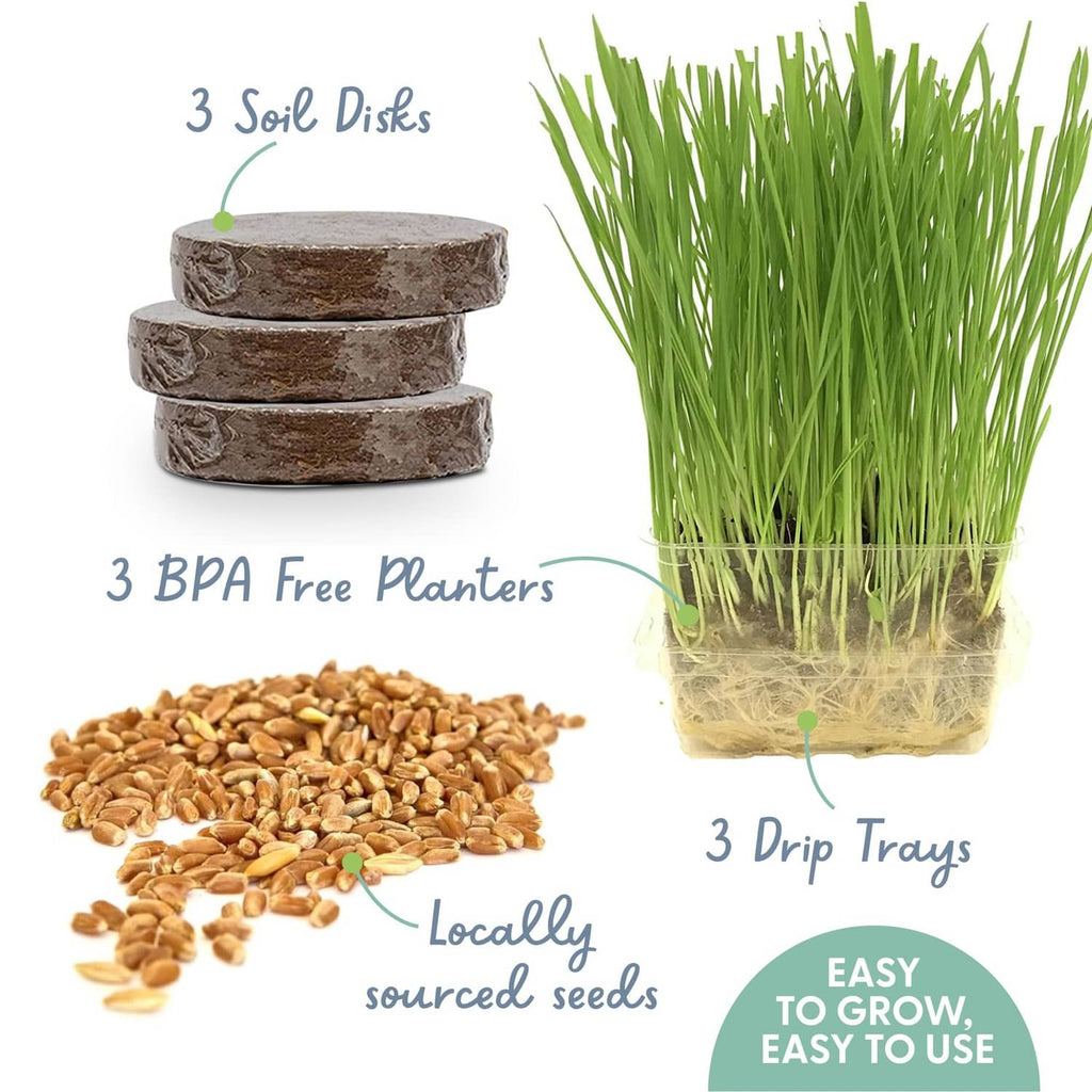 Cat grass growing kit set with green planter, soil disks, drip trays, and seed grains