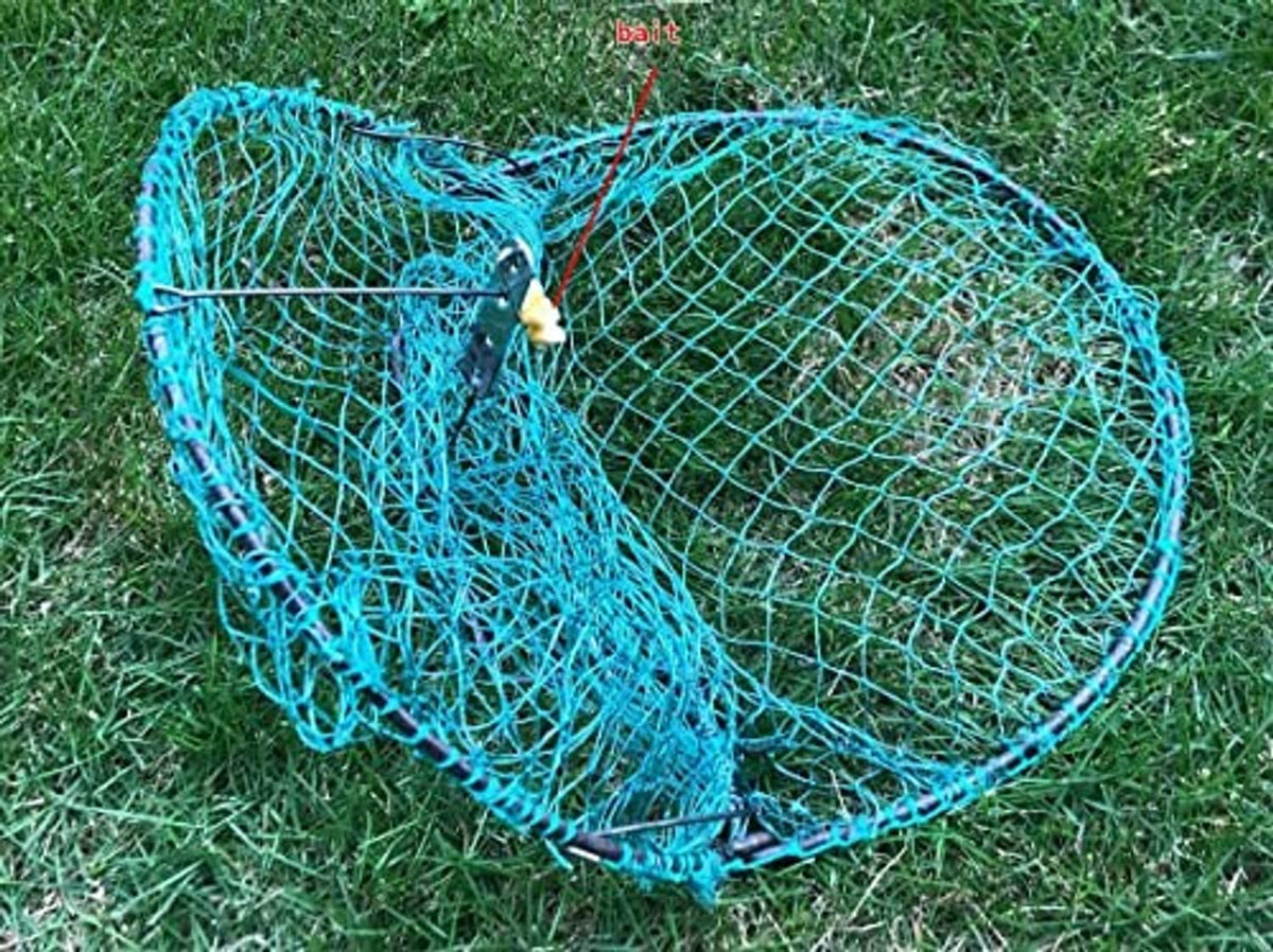 Blue wire humane live bird trap with bait perch and pigeon inside on grass