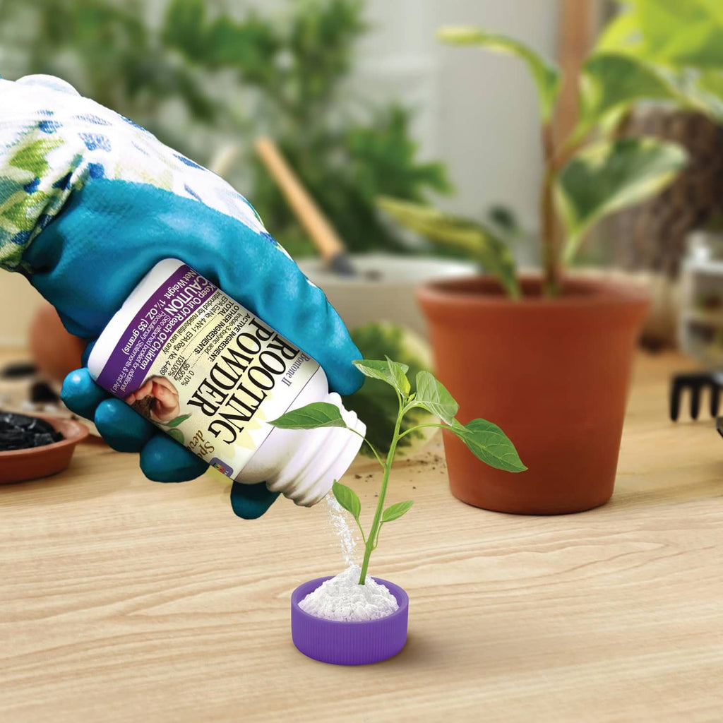 Gloved hand applying rooting powder to a plant cutting in soil pot